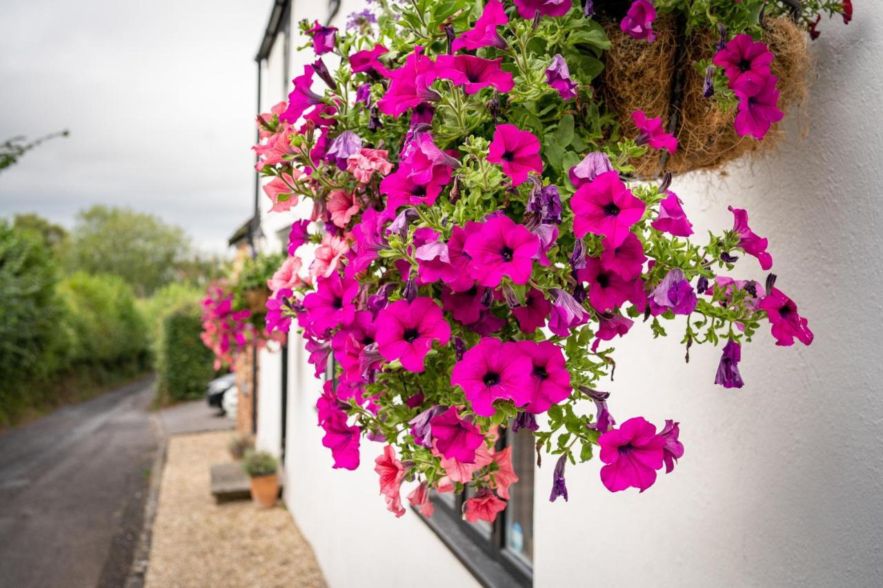 Woodview - Cosy 1840S Cottage In Chew Valley And Mendip Aonb Compton Martin ภายนอก รูปภาพ